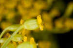 Wild parsnip